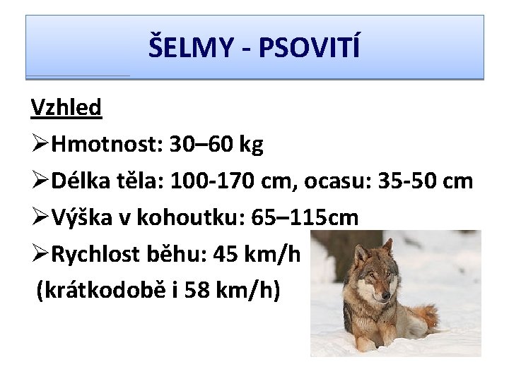 ŠELMY - PSOVITÍ Vzhled ØHmotnost: 30– 60 kg ØDélka těla: 100 -170 cm, ocasu: