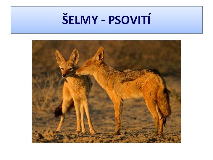 ŠELMY - PSOVITÍ 