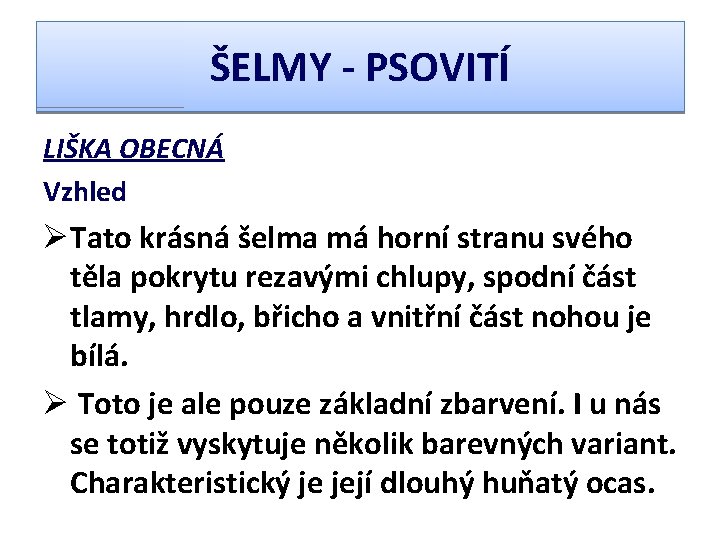 ŠELMY - PSOVITÍ LIŠKA OBECNÁ Vzhled ØTato krásná šelma má horní stranu svého těla