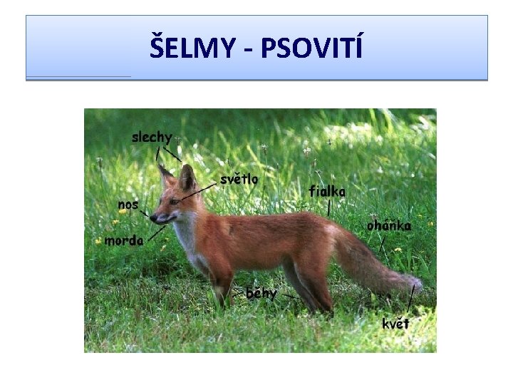 ŠELMY - PSOVITÍ 