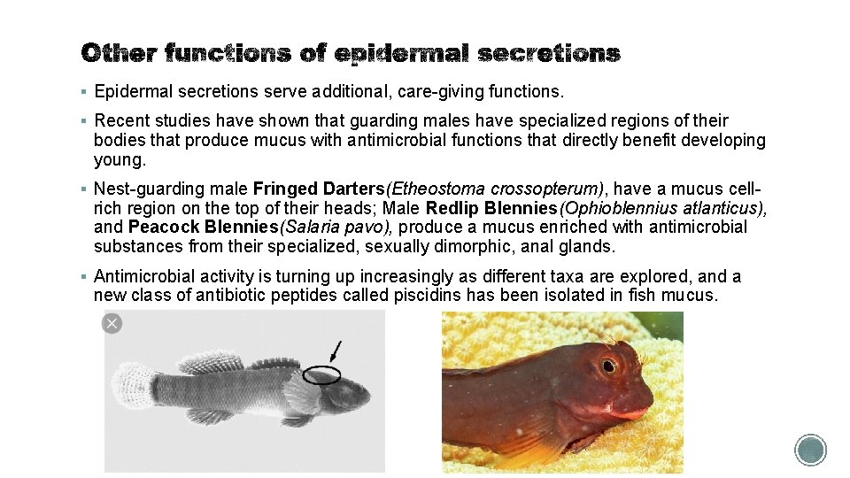 § Epidermal secretions serve additional, care-giving functions. § Recent studies have shown that guarding