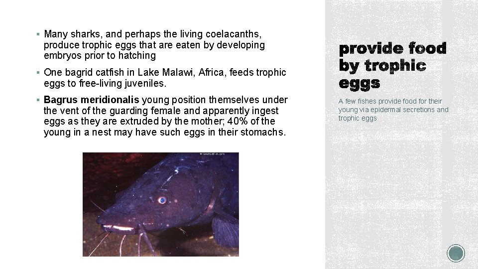 § Many sharks, and perhaps the living coelacanths, produce trophic eggs that are eaten