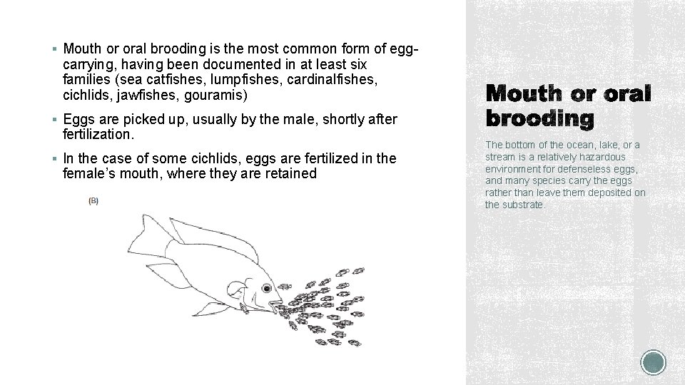 § Mouth or oral brooding is the most common form of egg- carrying, having