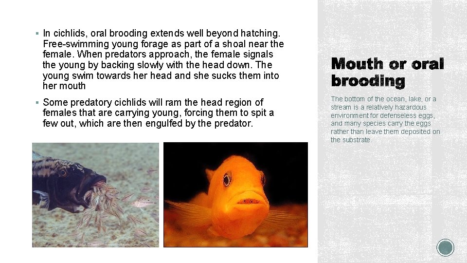 § In cichlids, oral brooding extends well beyond hatching. Free-swimming young forage as part