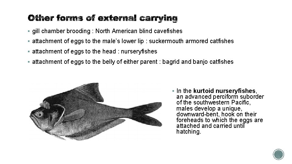 § gill chamber brooding : North American blind cavefishes § attachment of eggs to