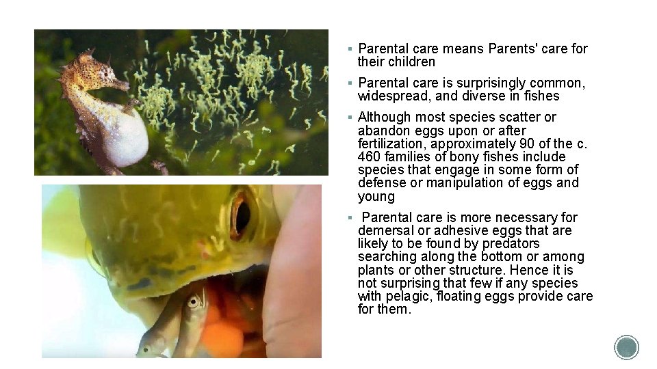 § Parental care means Parents' care for their children § Parental care is surprisingly