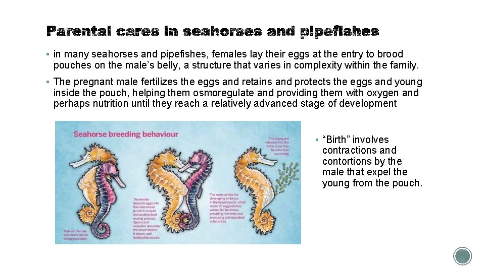 § in many seahorses and pipefishes, females lay their eggs at the entry to