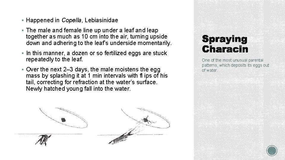§ Happened in Copella, Lebiasinidae § The male and female line up under a