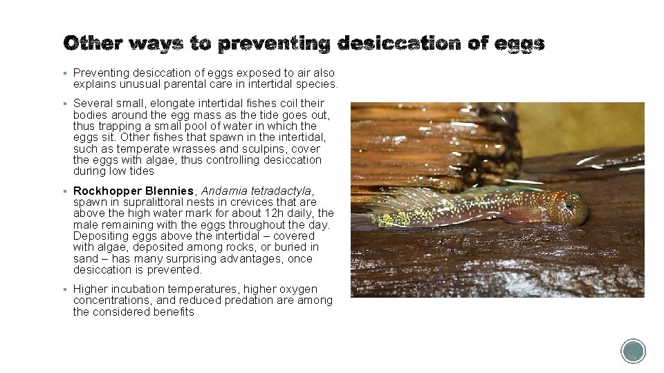 § Preventing desiccation of eggs exposed to air also explains unusual parental care in