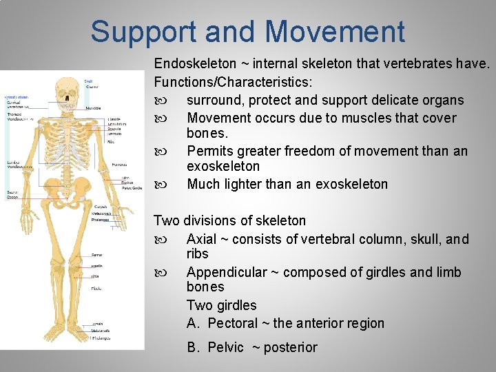 Support and Movement Endoskeleton ~ internal skeleton that vertebrates have. Functions/Characteristics: surround, protect and Support and Movement Endoskeleton ~ internal skeleton that vertebrates have. Functions/Characteristics: surround, protect and