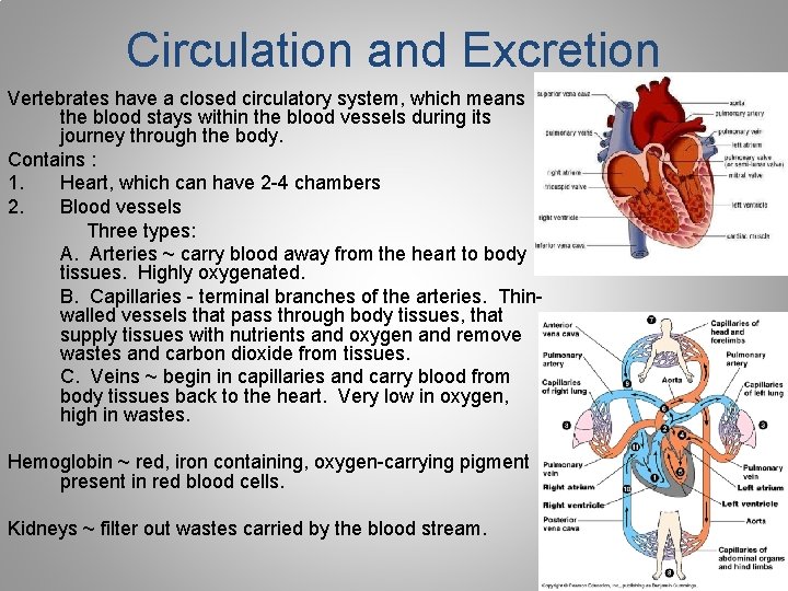 Circulation and Excretion Vertebrates have a closed circulatory system, which means the blood stays Circulation and Excretion Vertebrates have a closed circulatory system, which means the blood stays