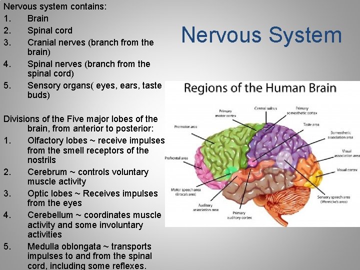 Nervous system contains: 1. Brain 2. Spinal cord 3. Cranial nerves (branch from the Nervous system contains: 1. Brain 2. Spinal cord 3. Cranial nerves (branch from the