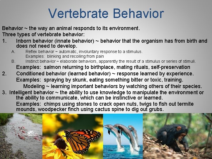 Vertebrate Behavior ~ the way an animal responds to its environment. Three types of Vertebrate Behavior ~ the way an animal responds to its environment. Three types of