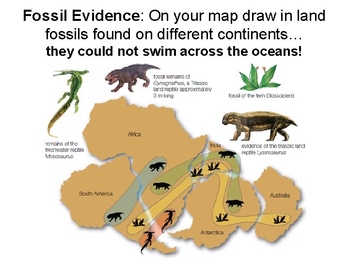 Fossil Evidence: On your map draw in land fossils found on different continents… they