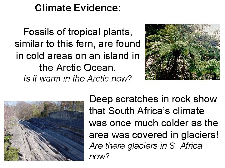 Climate Evidence: Fossils of tropical plants, similar to this fern, are found in cold