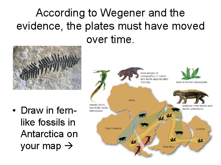 According to Wegener and the evidence, the plates must have moved over time. •