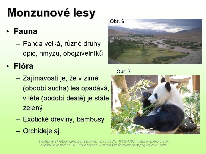 Monzunové lesy Obr. 6 • Fauna – Panda velká, různé druhy opic, hmyzu, obojživelníků