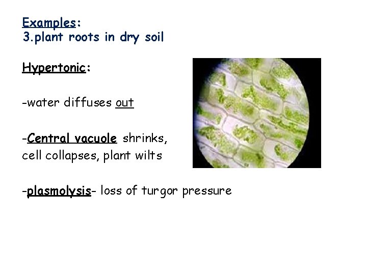 Examples: 3. plant roots in dry soil Hypertonic: -water diffuses out -Central vacuole shrinks,