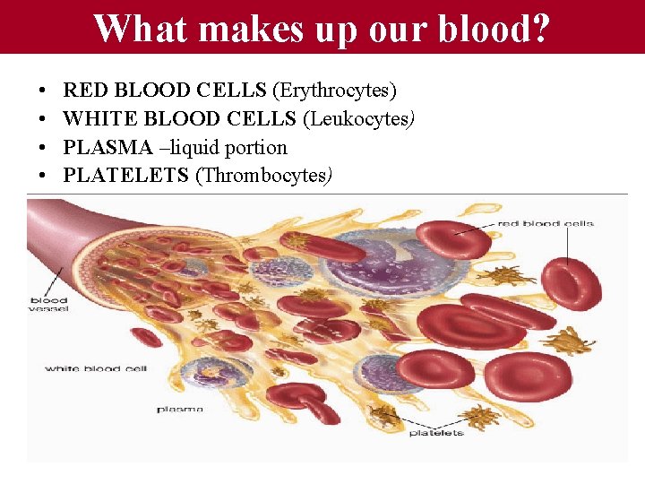 What makes up our blood? • • RED BLOOD CELLS (Erythrocytes) WHITE BLOOD CELLS