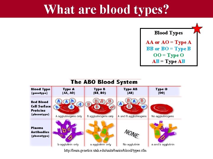 What are blood types? Blood Types AA or AO = Type A BB or