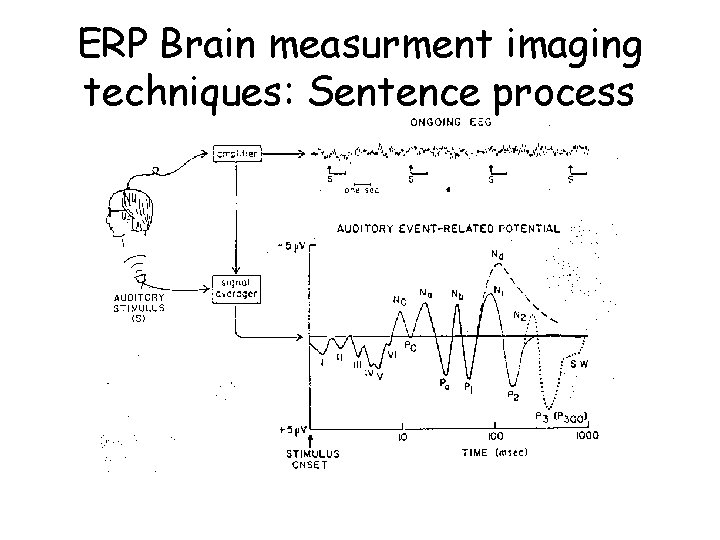 ERP Brain measurment imaging techniques: Sentence process 