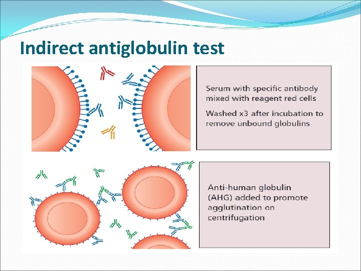 Indirect antiglobulin test 