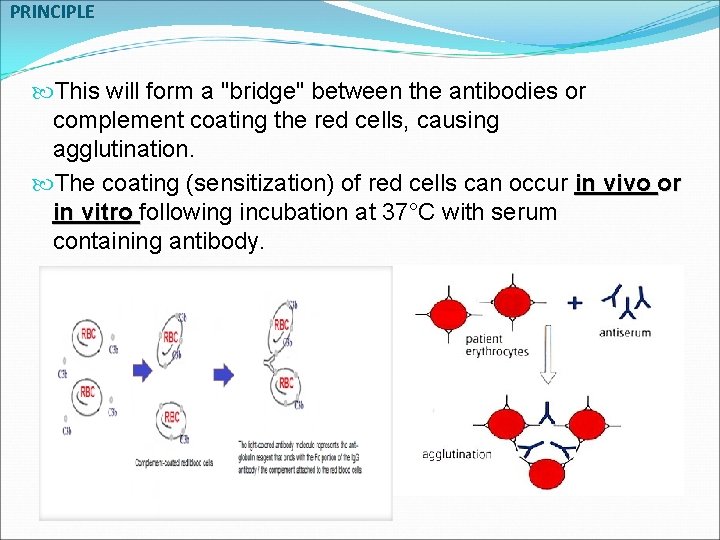 PRINCIPLE This will form a "bridge" between the antibodies or complement coating the red