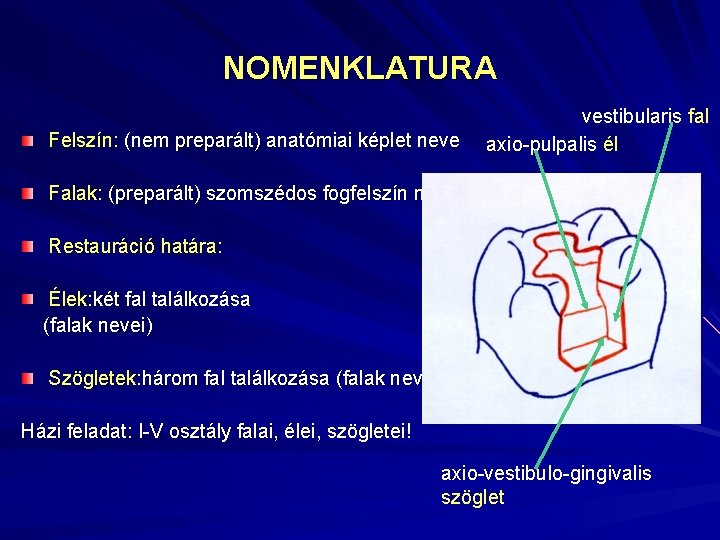 NOMENKLATURA Felszín: (nem preparált) anatómiai képlet neve vestibularis fal axio-pulpalis él Falak: (preparált) szomszédos