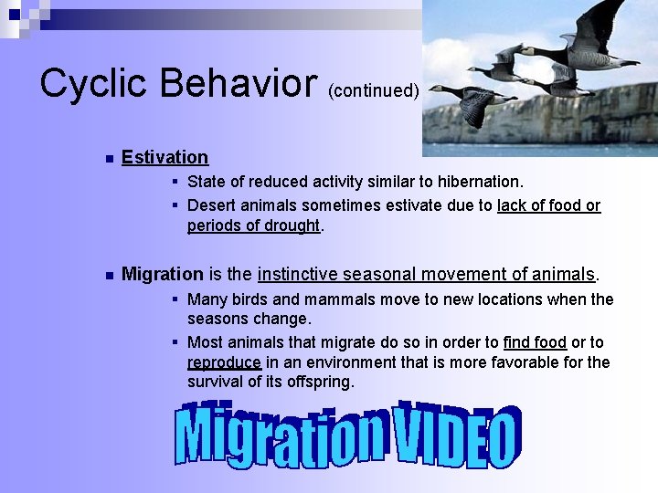 Cyclic Behavior (continued) n Estivation § State of reduced activity similar to hibernation. §