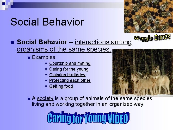 Social Behavior n Social Behavior – interactions among organisms of the same species. n