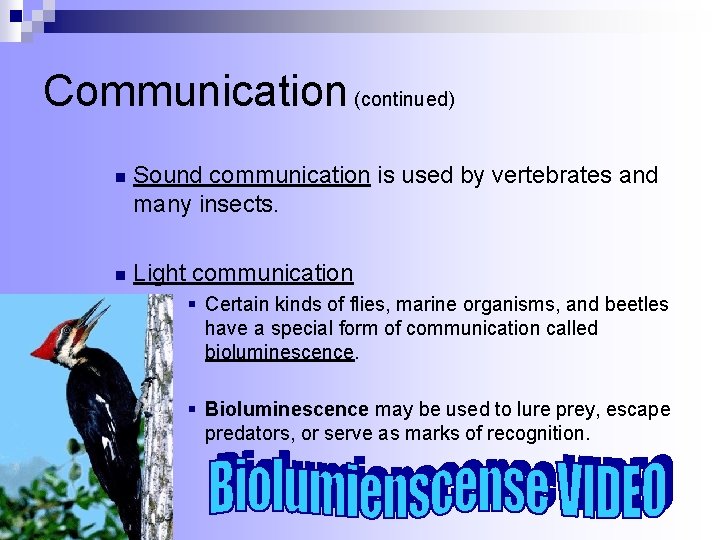 Communication (continued) n Sound communication is used by vertebrates and many insects. n Light