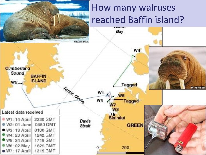 How many walruses reached Baffin island? 