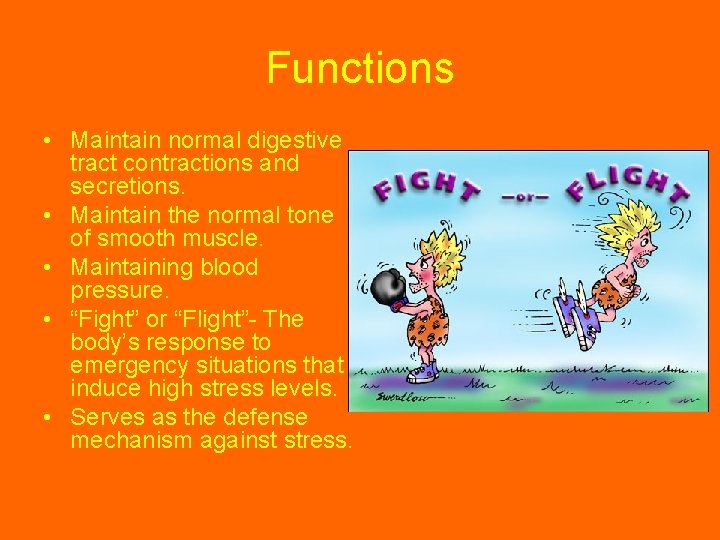 Functions • Maintain normal digestive tract contractions and secretions. • Maintain the normal tone