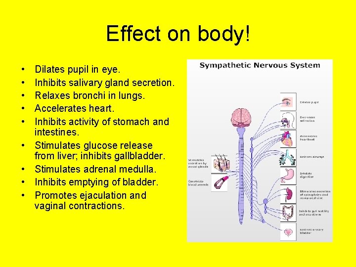 Effect on body! • • • Dilates pupil in eye. Inhibits salivary gland secretion.