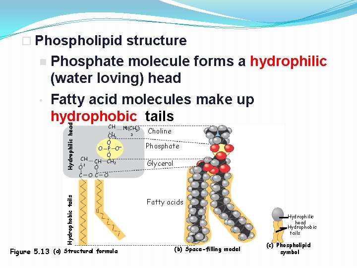  Phospholipid structure Hydrophilic head • Phosphate molecule forms a hydrophilic (water loving) head