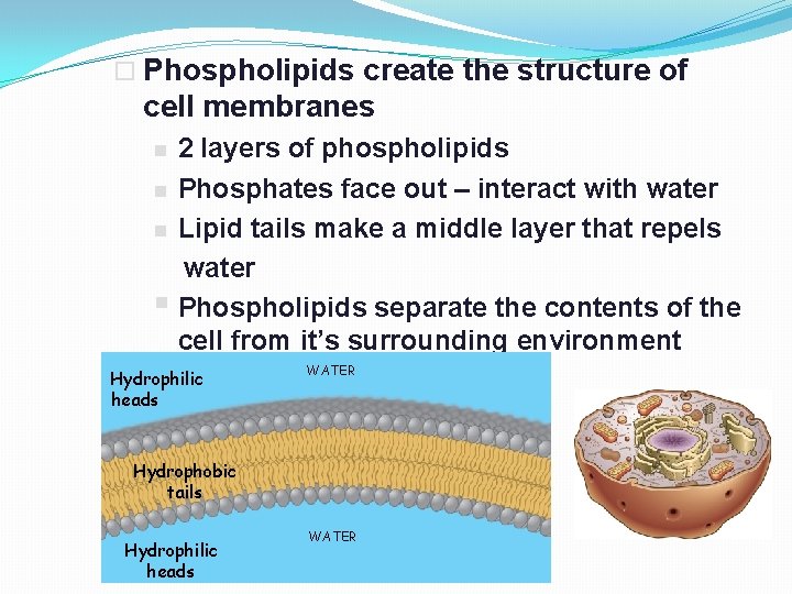  Phospholipids create the structure of cell membranes 2 layers of phospholipids Phosphates face