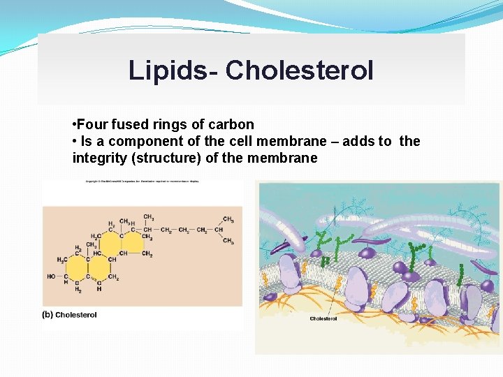 Lipids- Cholesterol • Four fused rings of carbon • Is a component of the