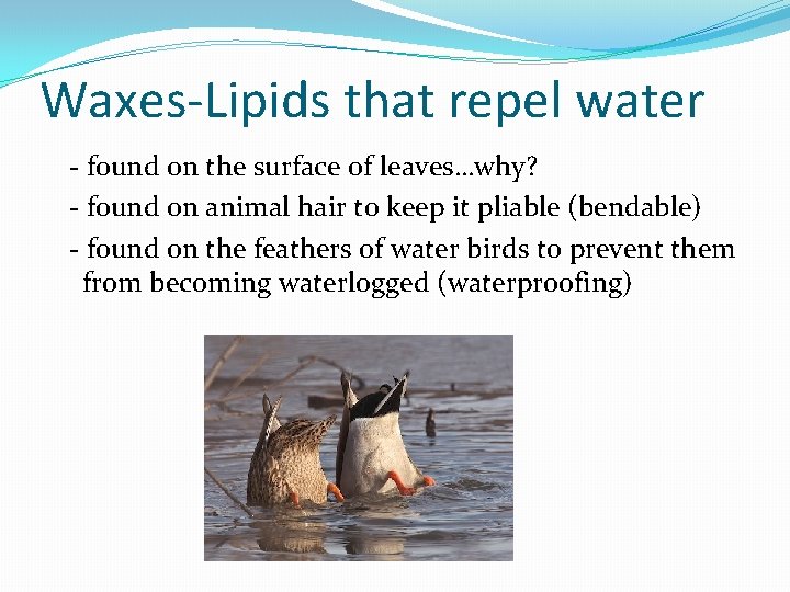 Waxes-Lipids that repel water - found on the surface of leaves…why? - found on