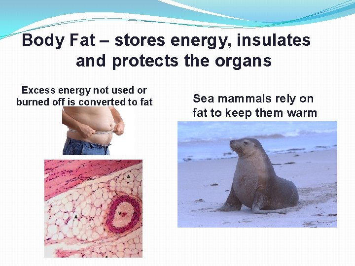 Body Fat – stores energy, insulates and protects the organs Excess energy not used