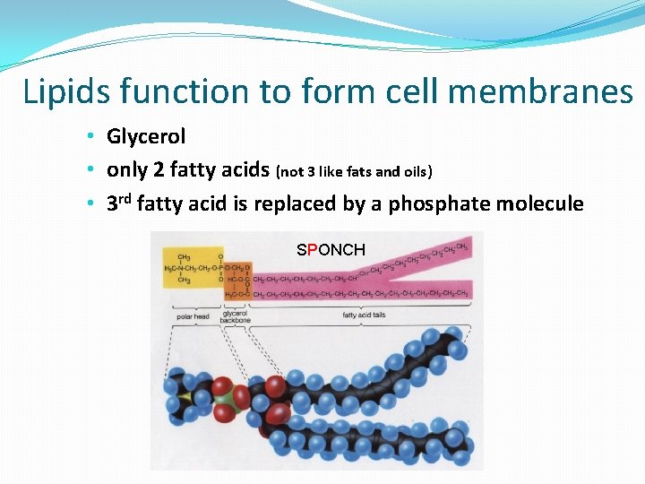 Lipids function to form cell membranes • Glycerol • only 2 fatty acids (not