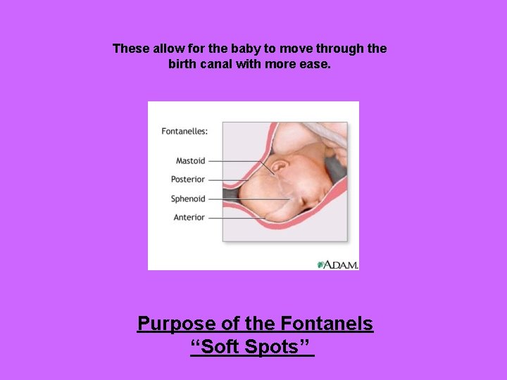 These allow for the baby to move through the birth canal with more ease.