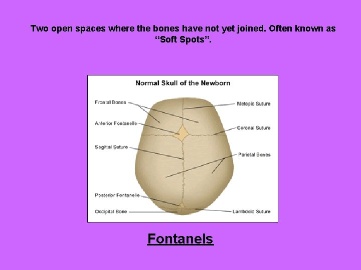 Two open spaces where the bones have not yet joined. Often known as “Soft