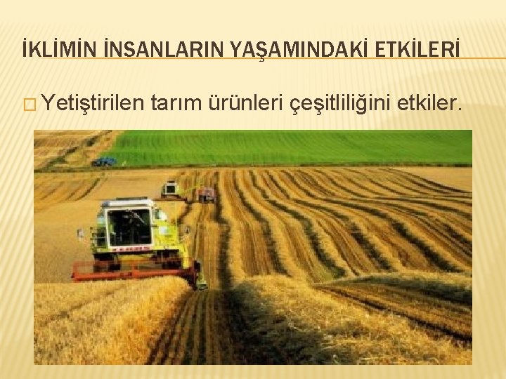 İKLİMİN İNSANLARIN YAŞAMINDAKİ ETKİLERİ � Yetiştirilen tarım ürünleri çeşitliliğini etkiler. 