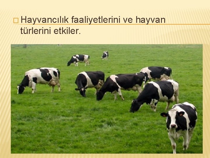 � Hayvancılık faaliyetlerini ve hayvan türlerini etkiler. 