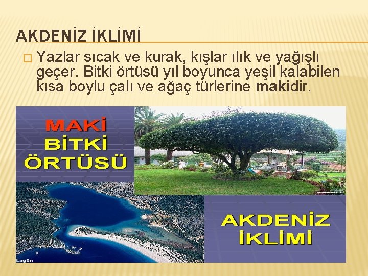 AKDENİZ İKLİMİ � Yazlar sıcak ve kurak, kışlar ılık ve yağışlı geçer. Bitki örtüsü