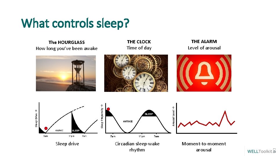 What controls sleep? Arousal Level Sleep Propensity Sleep Drive Sleep drive THE ALARM Level