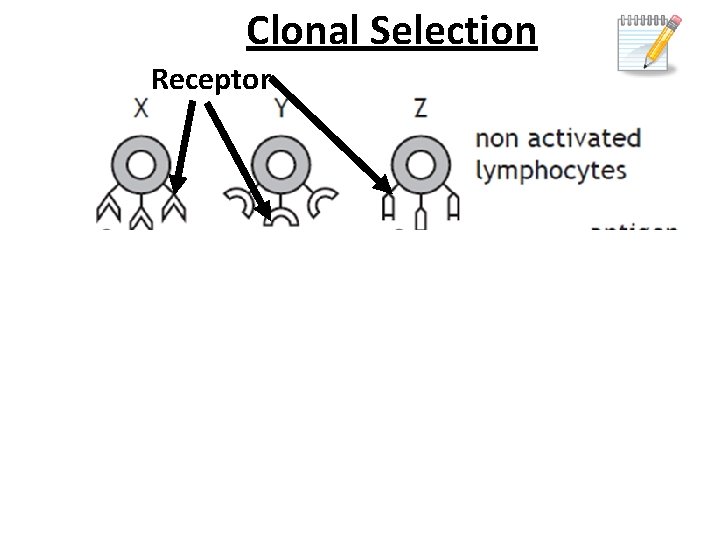 Clonal Selection Receptor 