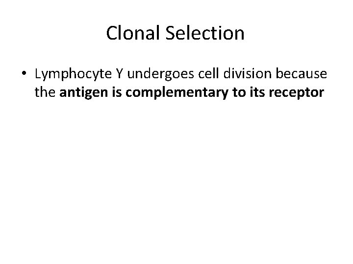 Clonal Selection • Lymphocyte Y undergoes cell division because the antigen is complementary to