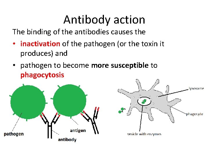 Antibody action The binding of the antibodies causes the • inactivation of the pathogen