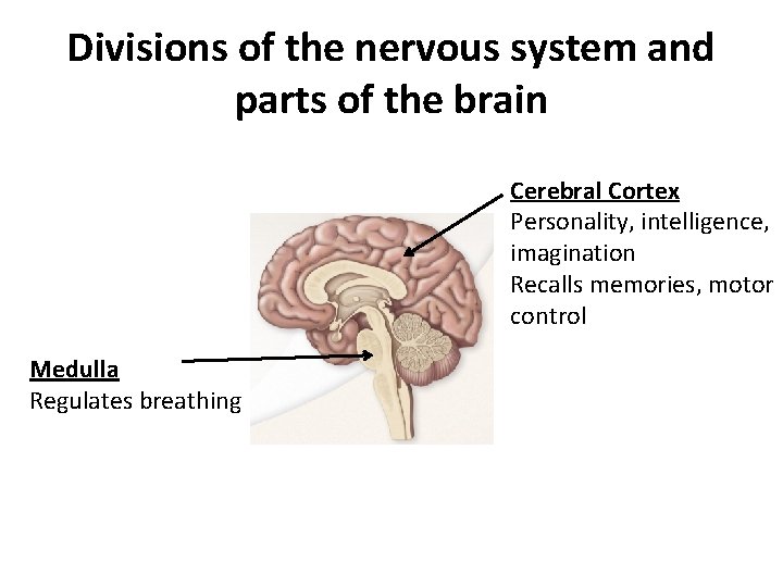 Divisions of the nervous system and parts of the brain Cerebral Cortex Personality, intelligence,